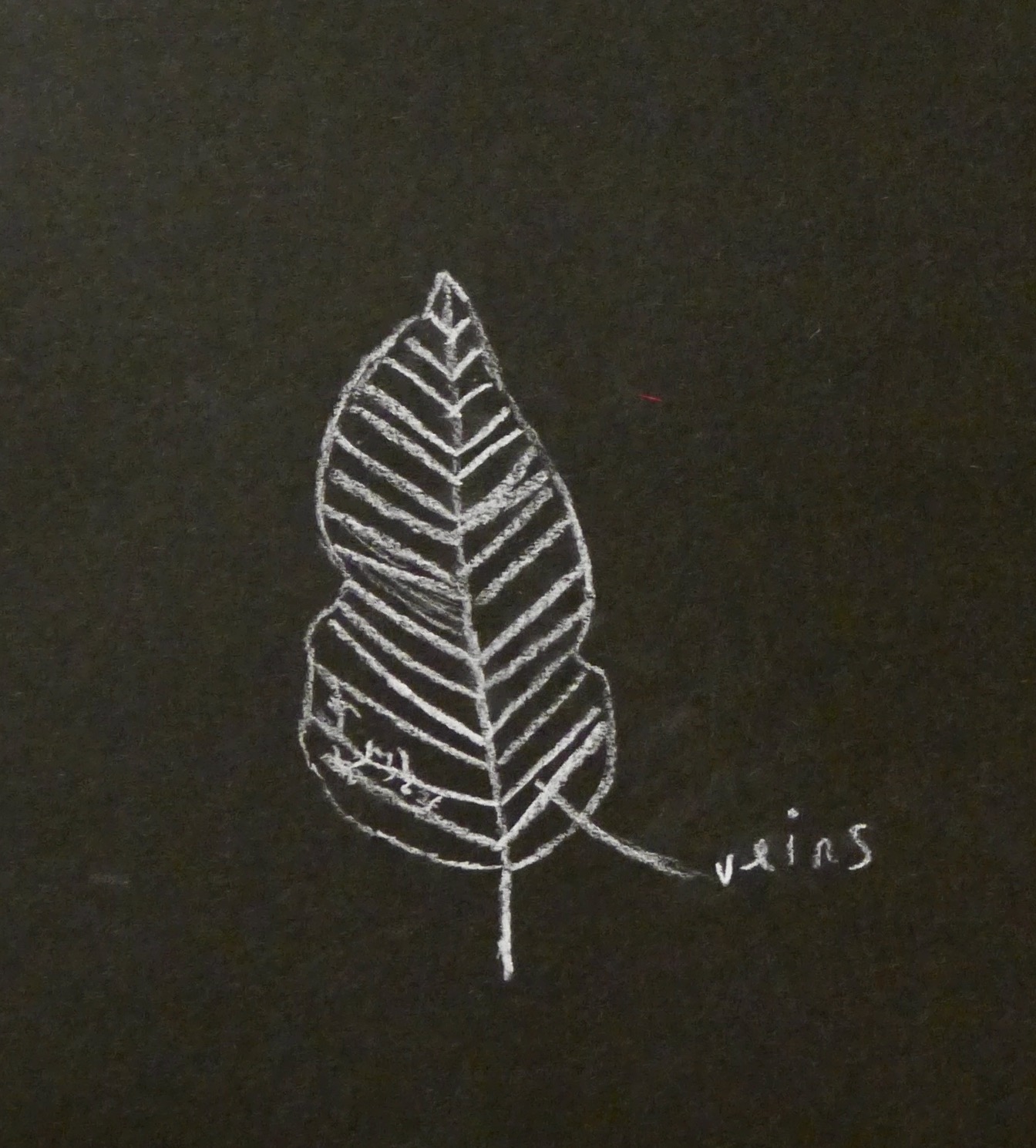 Leaves - Leaf - 66